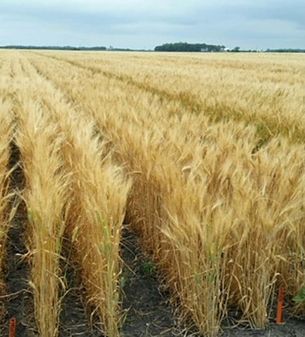 durum